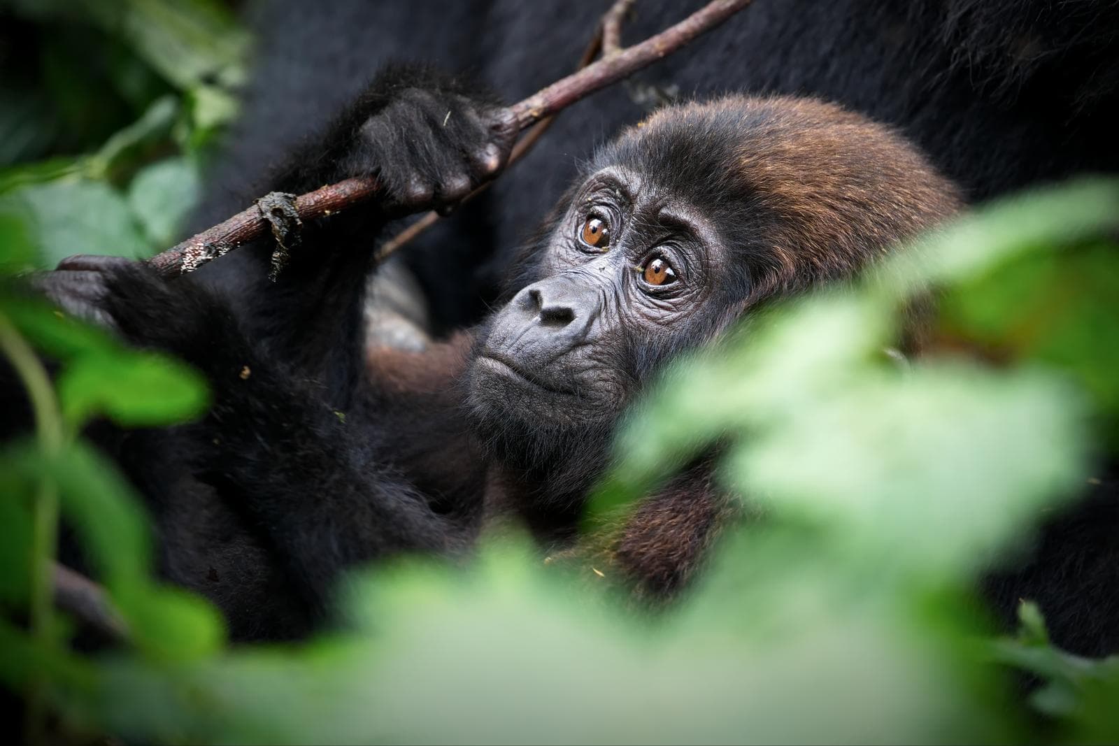 A baby mountain gorilla