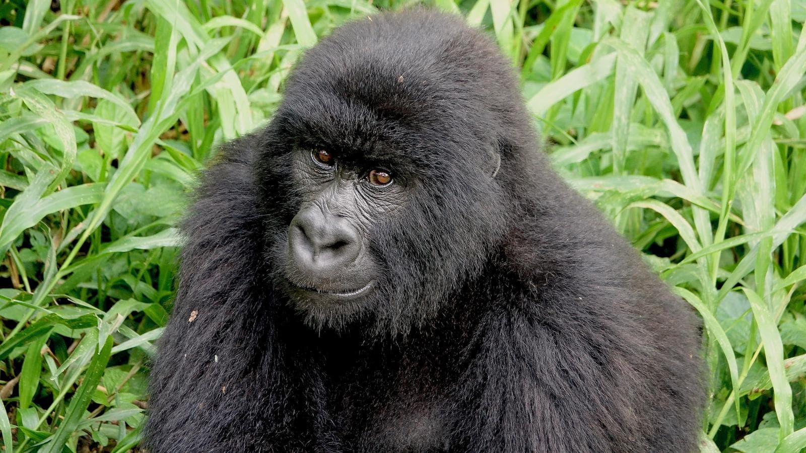 Blackback mountain gorilla