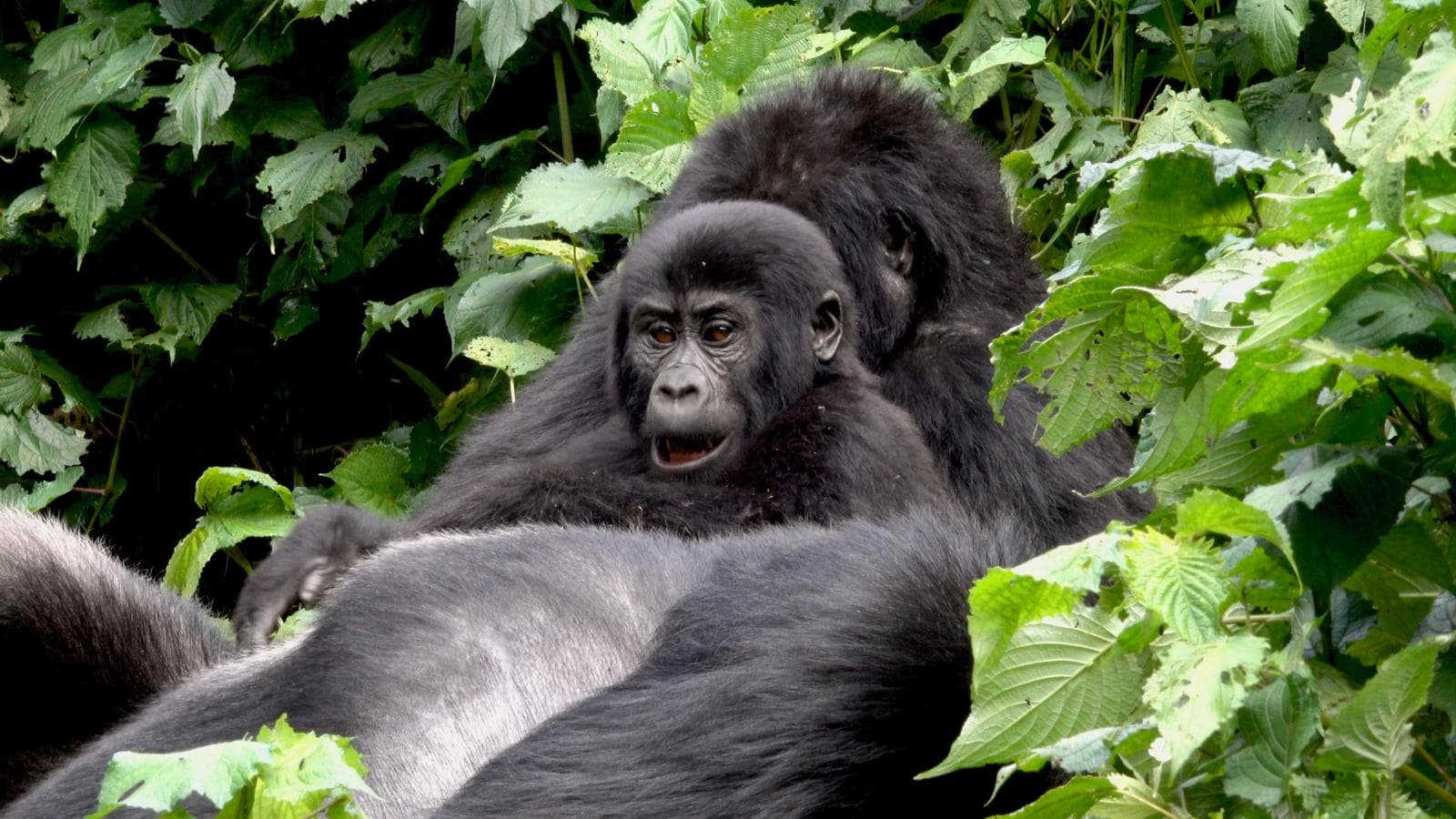 A baby mountain gorilla with family