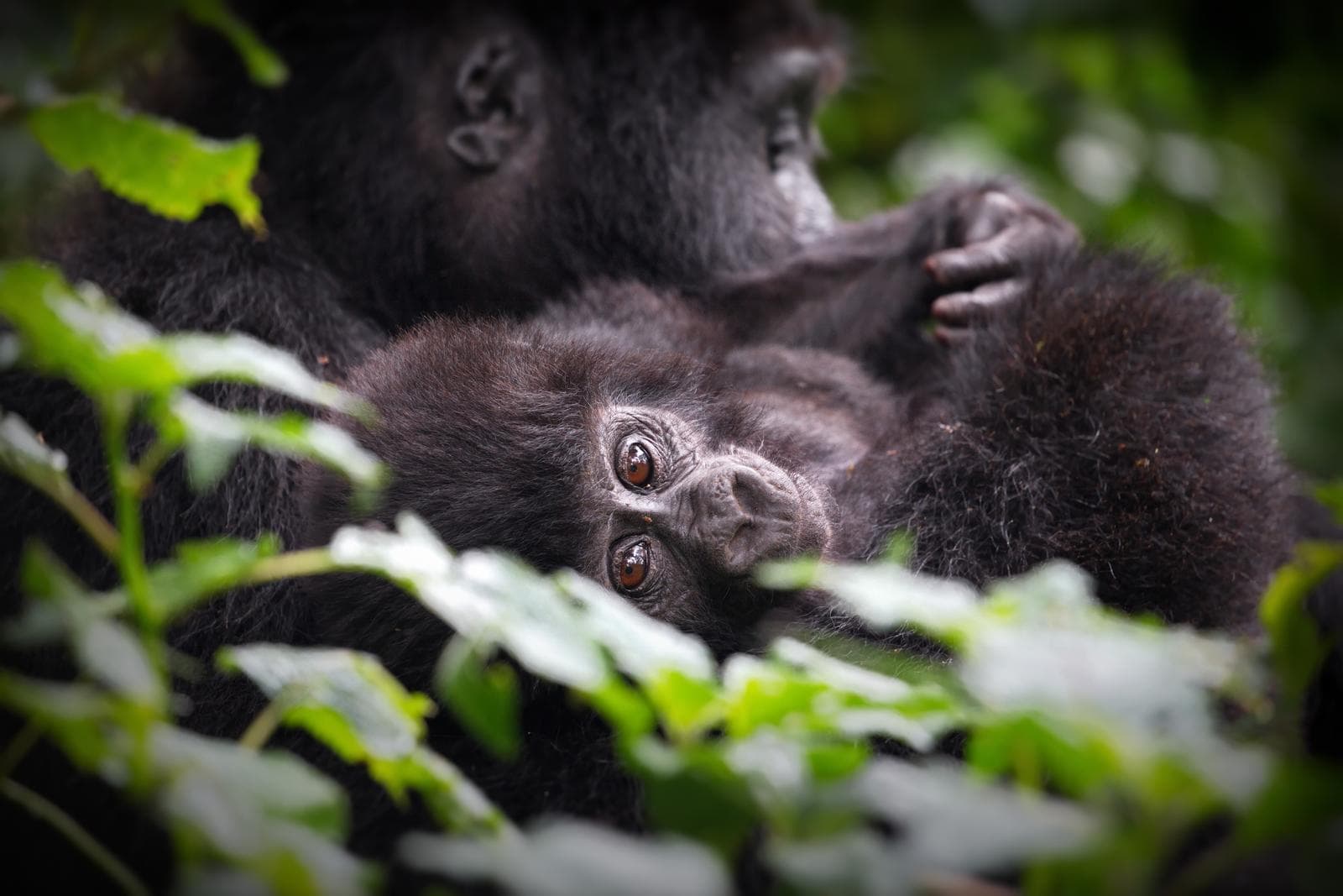 Baby mountain gorilla facing the camera