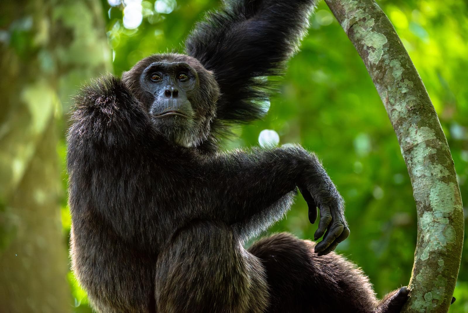 A chimpanzee holding a tree
