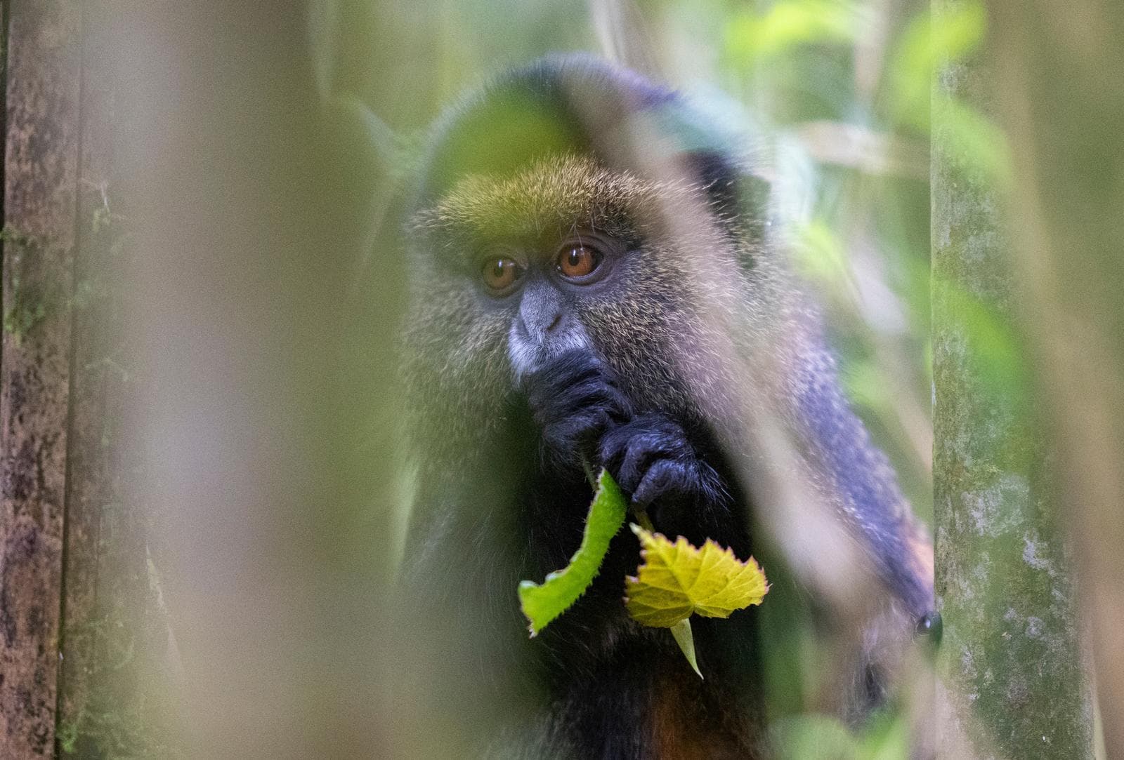 Golden monkey in a forest