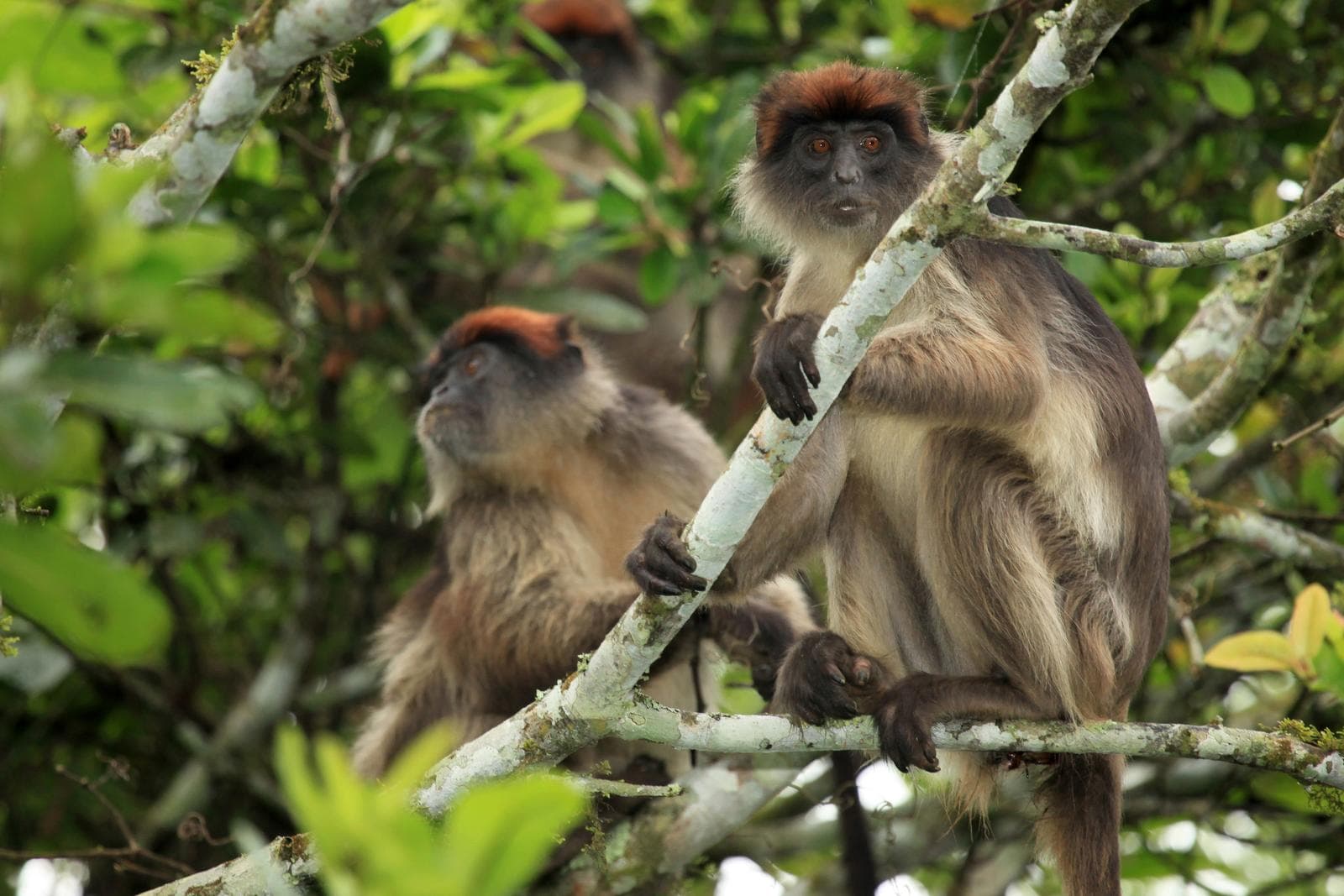 Red Colobus Monkeys in Bigodi
