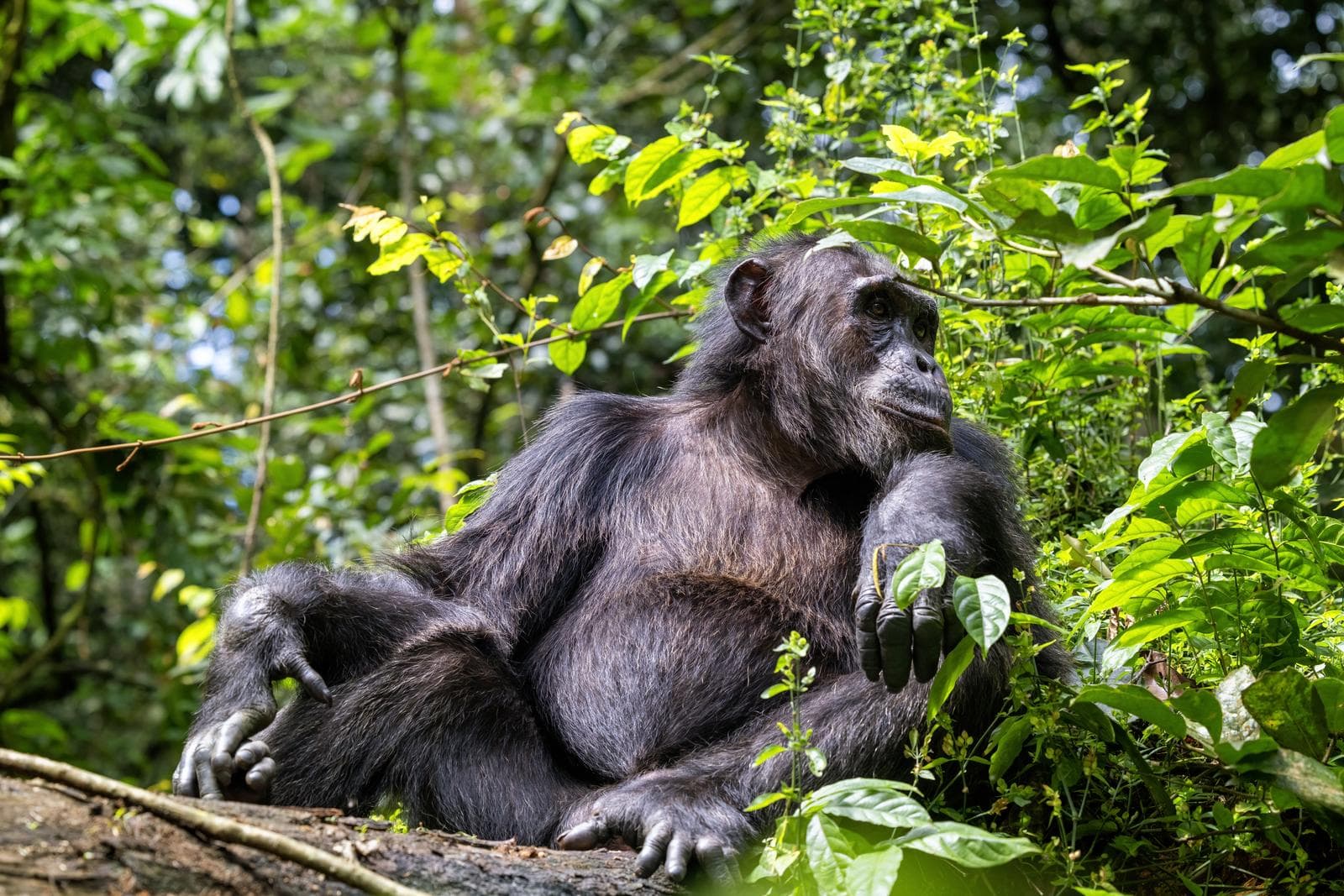 A chimpanzee sitting on a log
