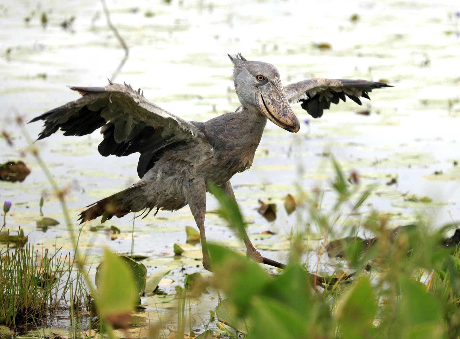 The Shoebill Stork