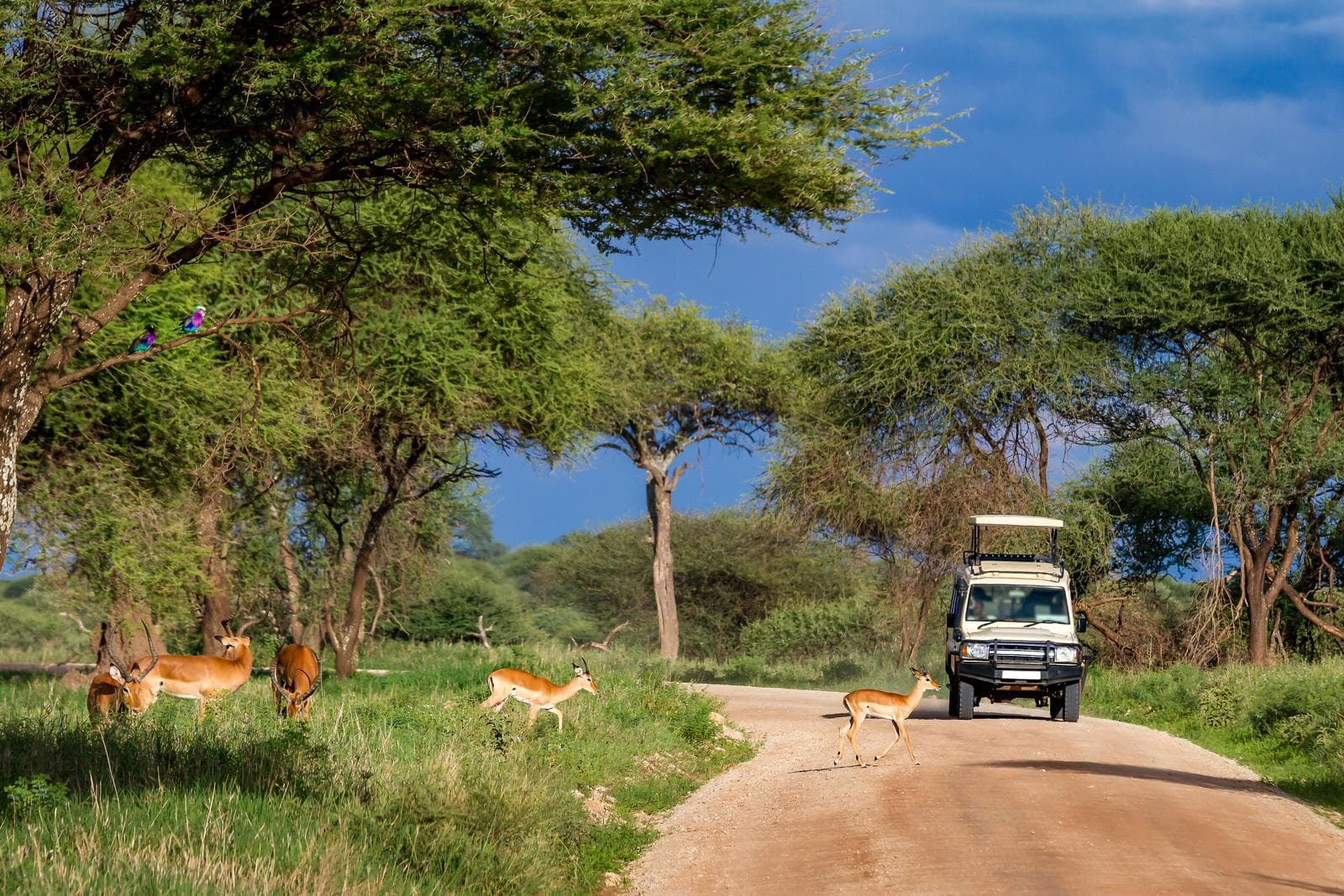 Tourist landcruiser on a game drive