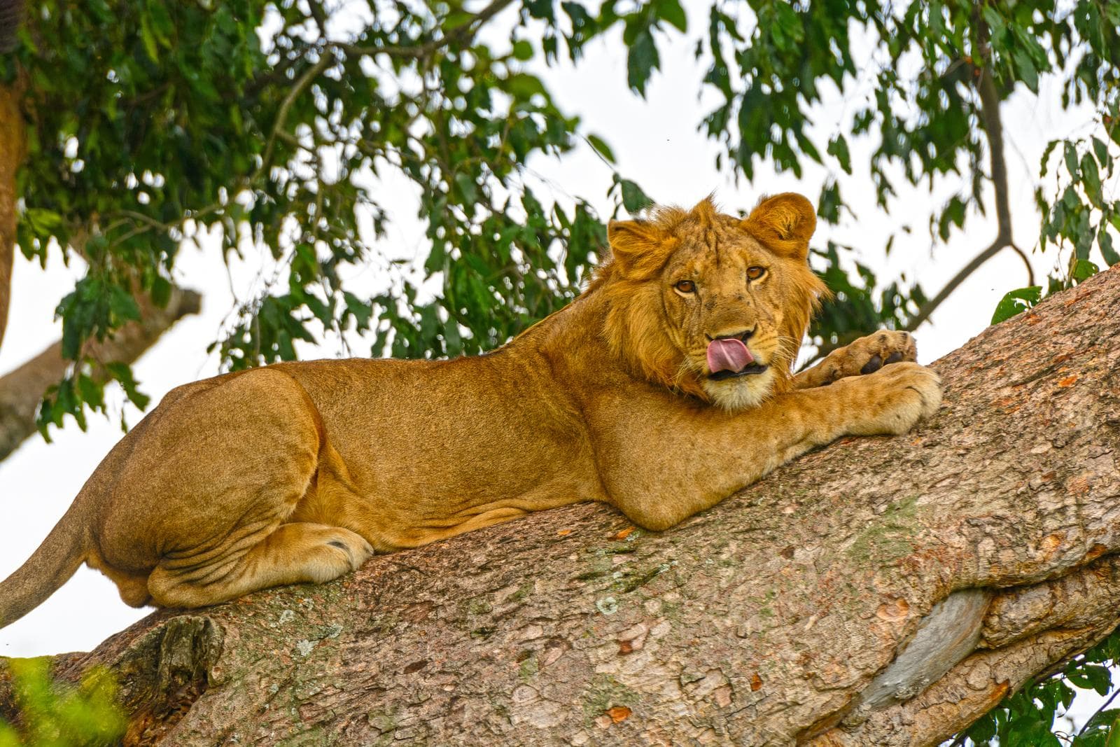 A young lion up in a tree at Ishasha sector in Queen Elizabeth National Park