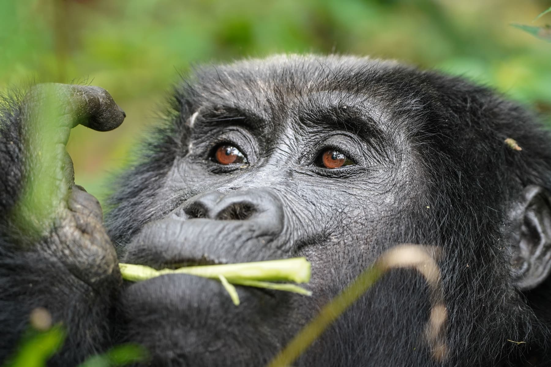 Mountain Gorilla feeding in Bwindi