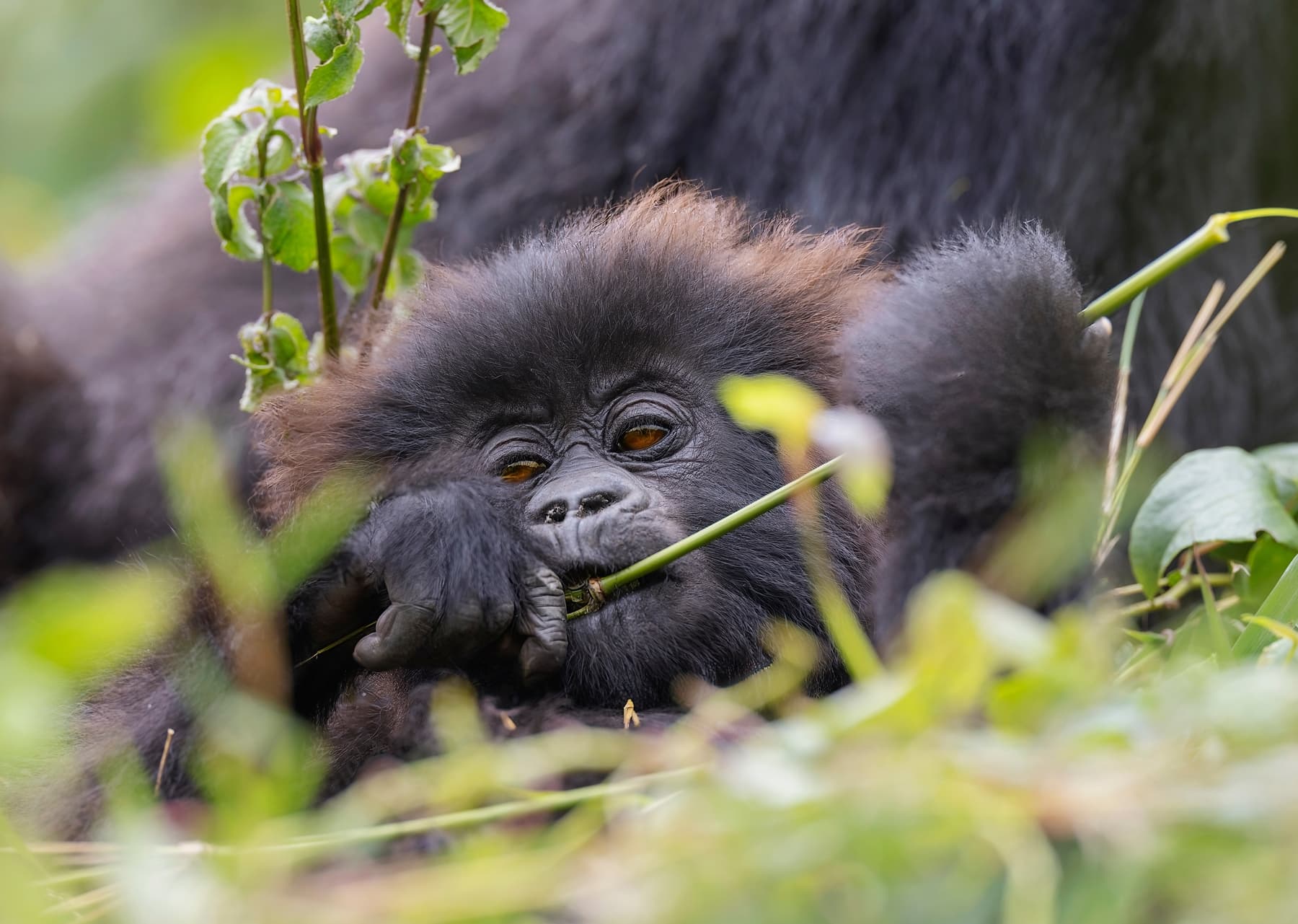 Baby mountain gorilla feeding